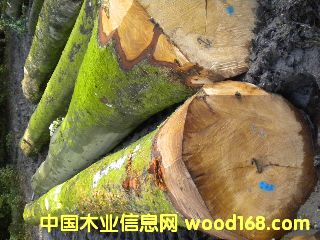 ��ľ ����(gu��)�ĵ�Ԕ��(x��)��B