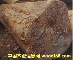 ����(y��ng)ؐ�ض� ���Kľԭľ ľ�� KIN