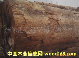 ����(y��ng)���ң��ϙ�ľԭľ ��� CAG KDON