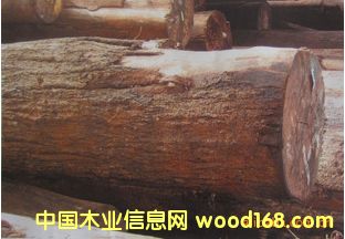 ����(y��ng)ɽ���� �t�ľ ɽ����ԭľ ��� SAP