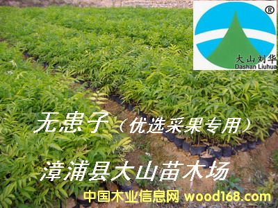 [��] �o(w��)�����磨���չ���(sh��)��soapberry)