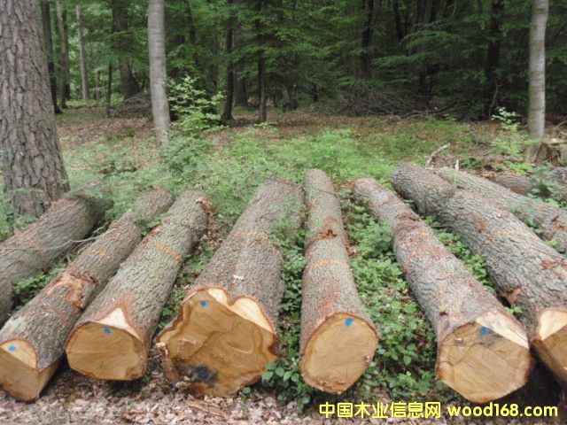 ������ԭľ��Ԕ��(x��)��B