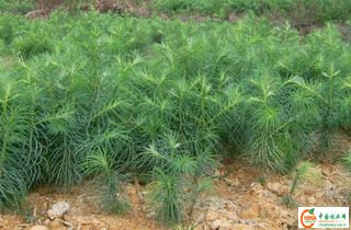 ɼ�����Ԕ��(x��)��B