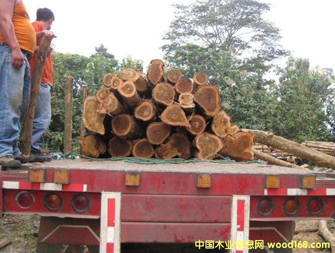 ��������ľ