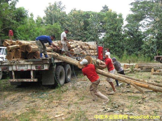 ��������ľ