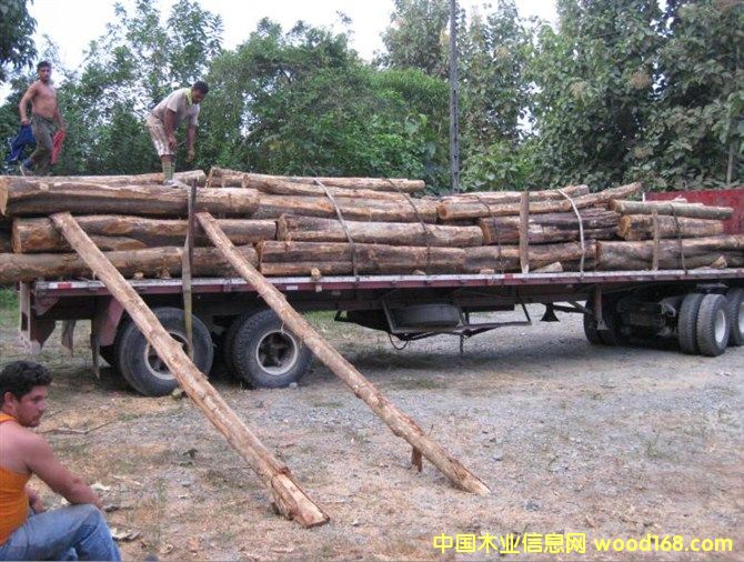 ��������ľ