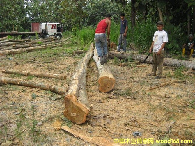 ��������ľ