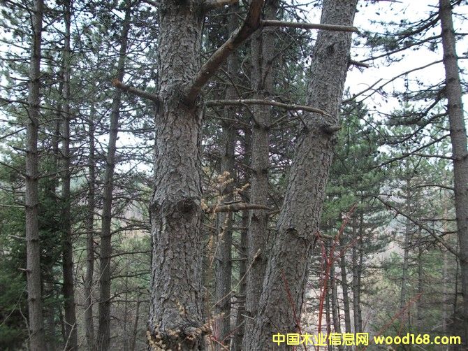 �������Aɽ�ɡ��sľ�Ȱ�ļ�ԭľ