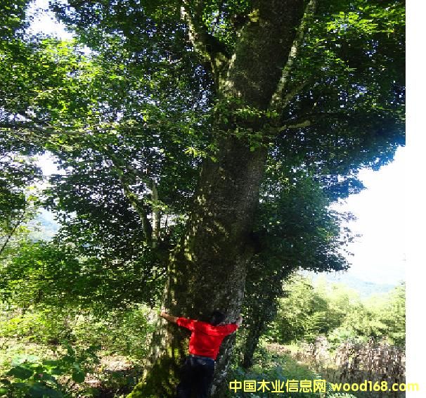 �Ĵ��a(ch��n)��z�ԭľ