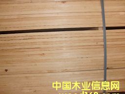 �M��ݗ���� ���1.1cmë�� 