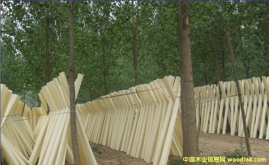 �п���ľ��Ƥ��Ԕ��(x��)��B