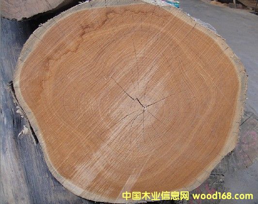 ������ľ