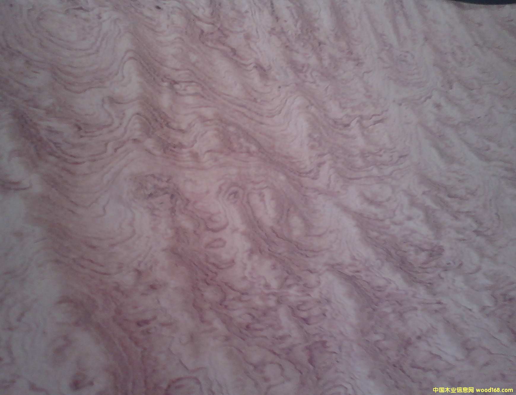 ���λ���ľƤ