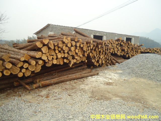 杉原木的詳細(xì)介紹