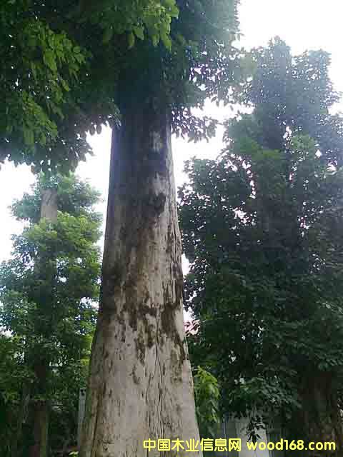 �����Ԕ��(x��)��B