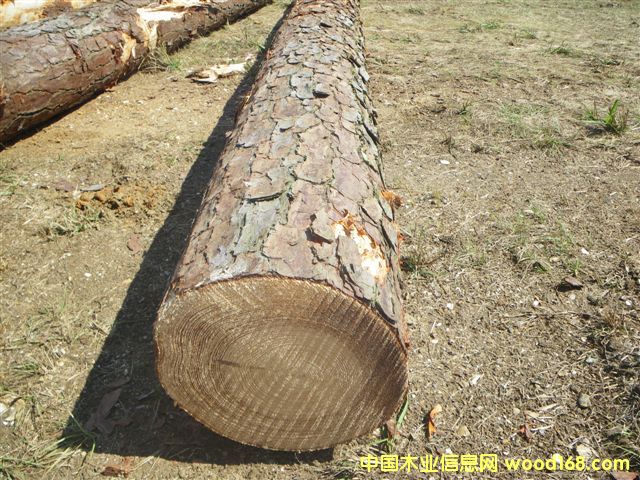 SYPԭľ��Ԕ����B