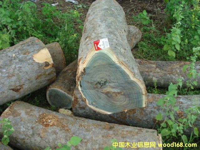 綠檀的詳細(xì)介紹