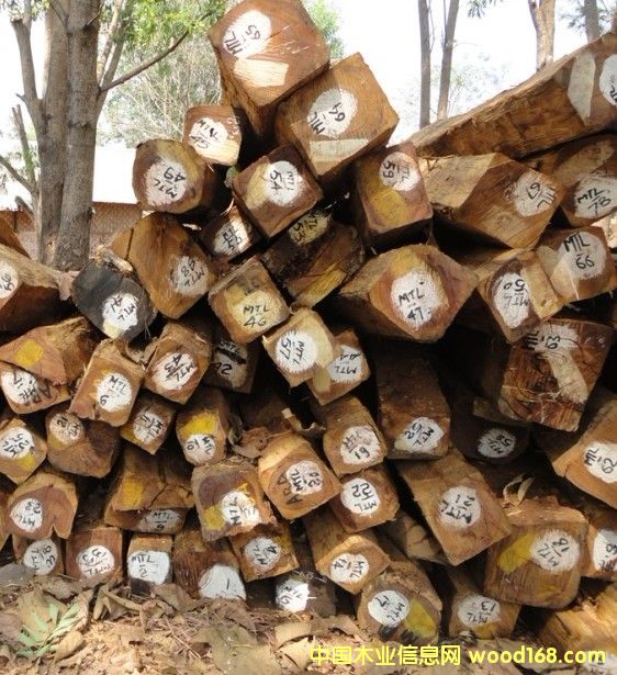 �����֦ľ��