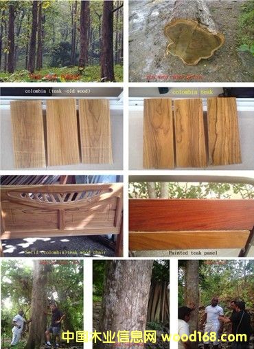 ��������ľ