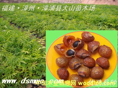 [��] �o(w��)�����磨���չ���(sh��)��soapberry)