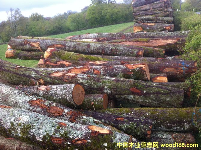 �·�BC��(j��)����ԭľ��Ԕ��(x��)��B