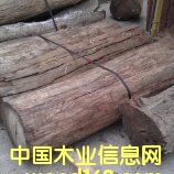 ī����t��֦����