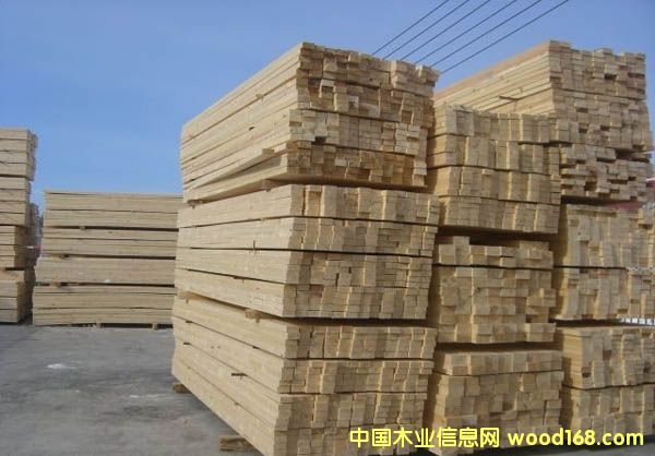 樟子松的詳細(xì)介紹