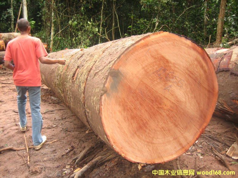 Sapelli ɳ������Ԕ����B