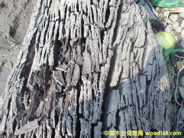 ꎳ�ľ56��Ԕ��(x��)��B