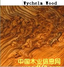 Mychelm Wood��Ԕ��(x��)��B