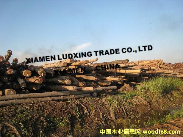 �R����˼ľ����Ϛgԭľ