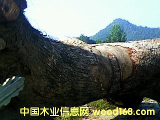 ����ľԭľ��Ԕ��(x��)��B