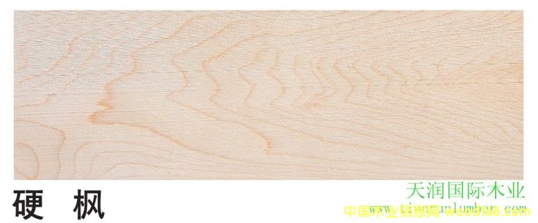 硬楓的詳細介紹