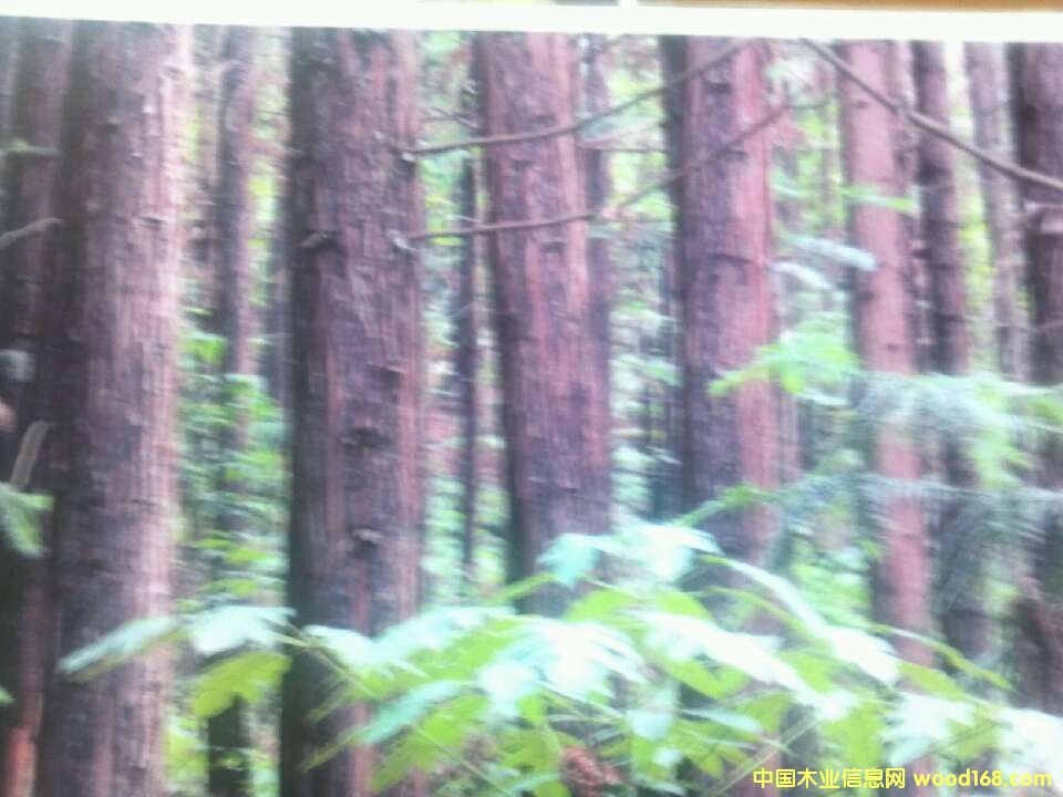 �a(ch��n)Ʒ�DƬ��ľ��-�Ї�ľ�I(y��)��Ϣ�W(w��ng)�a(ch��n)Ʒ���ȫ