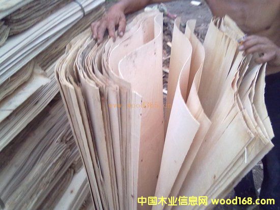 ��ľľƤ��Ԕ��(x��)��B