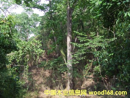 ����ԭľ��Ԕ��(x��)��B