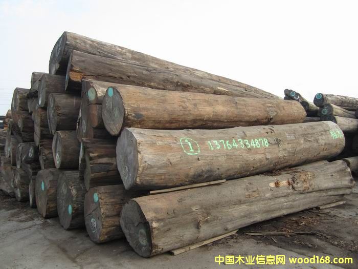 ��������ľ