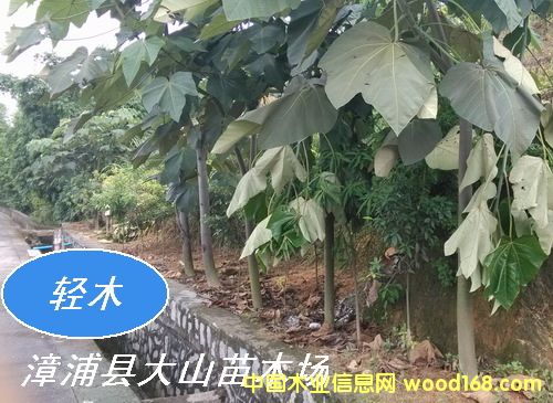 �pľ����ɳľ��Balsa