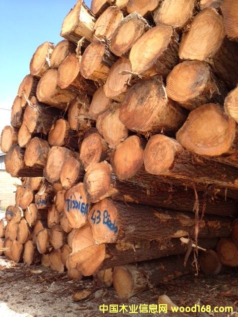 ������ɼԭľ��Ԕ��(x��)��B