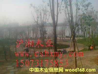 ���Ϸ���ľ�ذ��Ԕ��(x��)��B