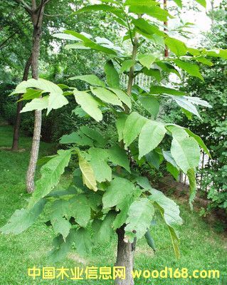 綠苗的詳細介紹