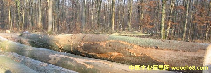 �����ں���ԭľ