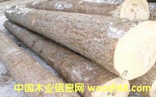 ���_˹�~�[��ԭľ