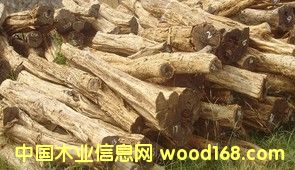 ԭľ---�tľ��������̴ľ��