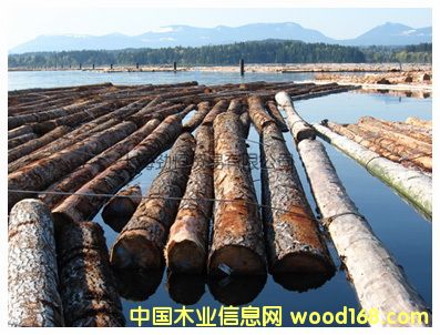 花旗松的詳細(xì)介紹