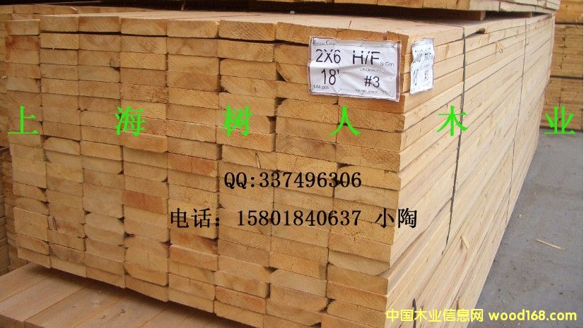 鐵杉的詳細(xì)介紹