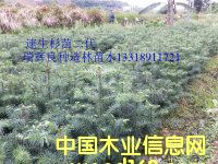 ���Nɼľһ����