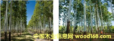 玫瑰木的詳細(xì)介紹