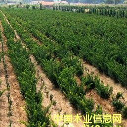 �t��ɼ���Ԕ��(x��)��B