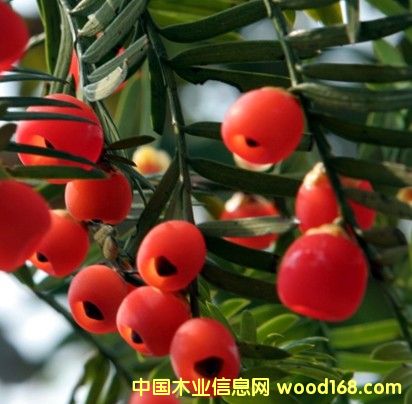 ���؁��t��ɼ��Ԕ��(x��)��B